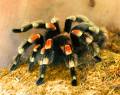 Beautiful Red Kneed Tarantula    copy-right-free-photos