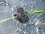 Toads don't live in ponds only breed there