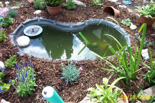 The new pond with the broken pot as a toad shelter top right