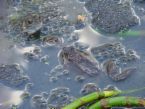 A toad and frog friendly garden will soon have visitors