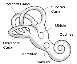 Inner Ear with Cochlea. Image credit WikiCommons.