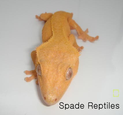 Mystique (2 red spots)