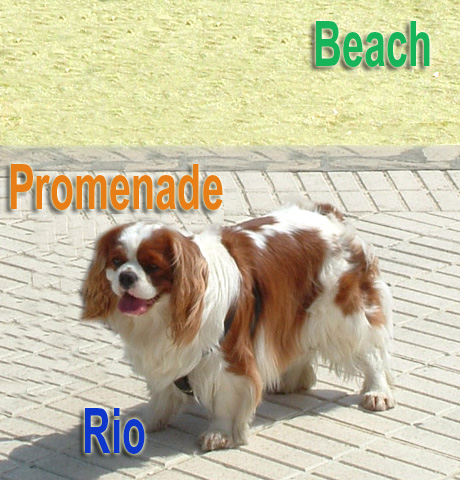 My Dog Rio Near The Beach in Spain