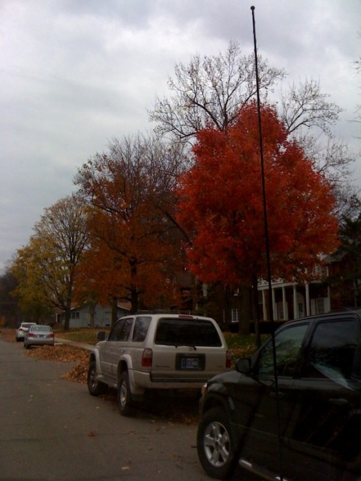 The foliage outside the cafe was beautiful in October!