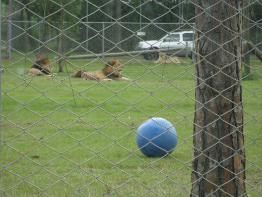 Lions at Lion Country Safari