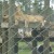 Lions at Lion Country Safari
