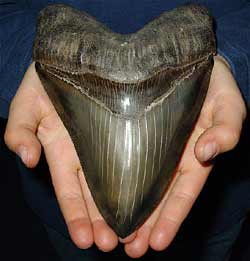 Megadolon tooth      fossiliew .do photo