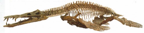 Liopleurodon skeleton.  This was 18-meter juvenile, suggesting much larger ones were around in the Jurassic.    shaniaforums.com photo