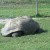 Aldabra Tortoise - shell can be up to 5' (this one was!) and can live wel past 100 years!