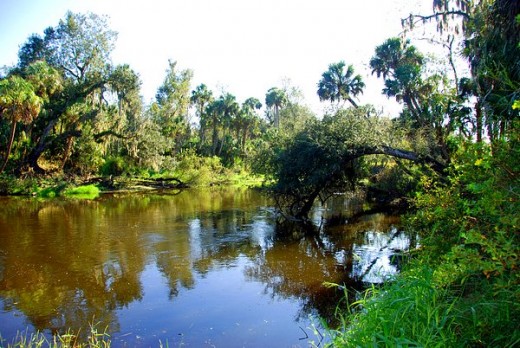 the Peace River at the TT Campground in Wauchula FL