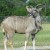 Greater Kudu - 2nd largest antelope, weighing up to 690 pounds.