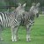 Grant's Zebra - stripes are like fingerprints - no two are alike.