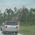 Giraffe - tallest land mammal - just check him out compared to the car!