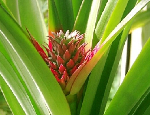 Pineapple in flower in a house in Ely