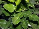 Fragrant kaffir leaves
