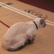 Kitty8 profile image