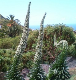 The Viper's Bugloss species or Tajinastes of Tenerife in the Canary Islands