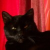 Elminster Dexy profile image