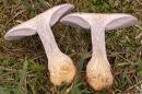 Wood Blewit Mushies.    photo wildmushroomsonline.co.uk