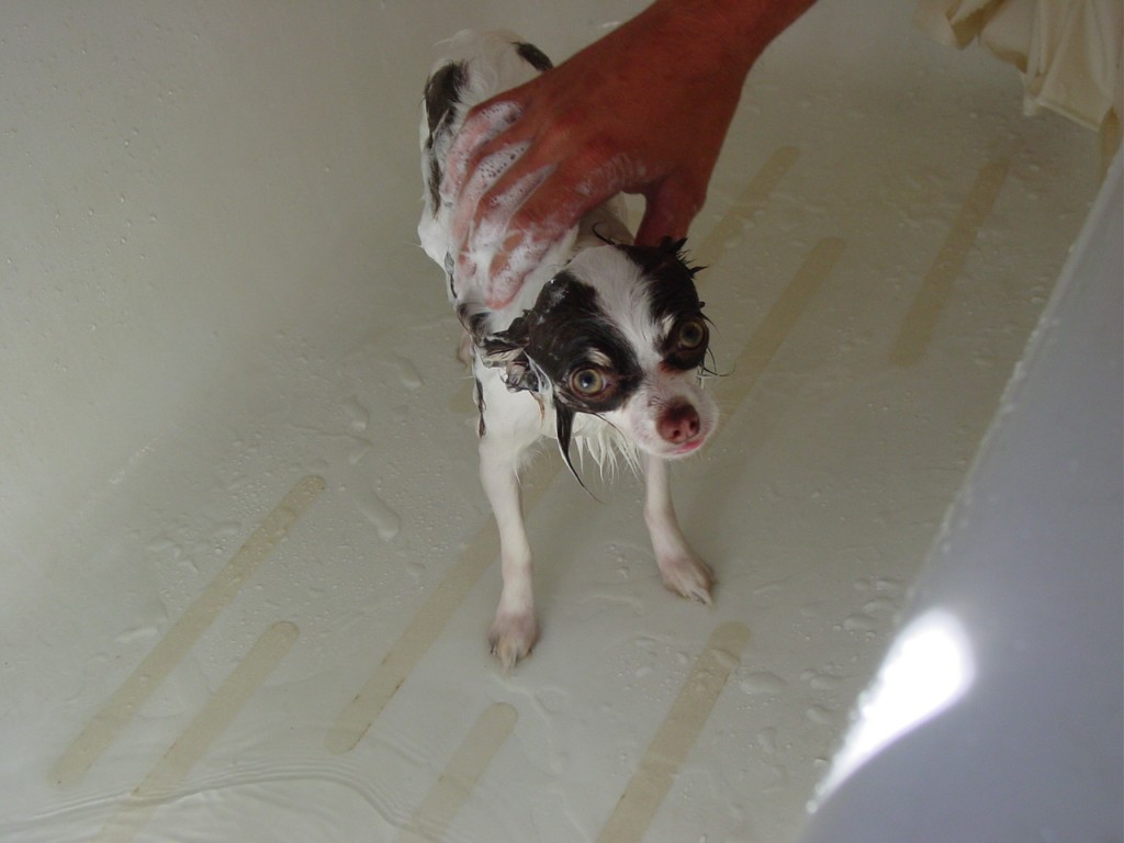 How To Clip Dog S Nails When They Hate It How To Clip Dog S Nails When They Hate It