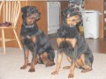 The Top Easiest Dog Breeds to Train