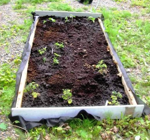 Where last summer's tomatoes and cucumbers grew. Bob Ewing photo