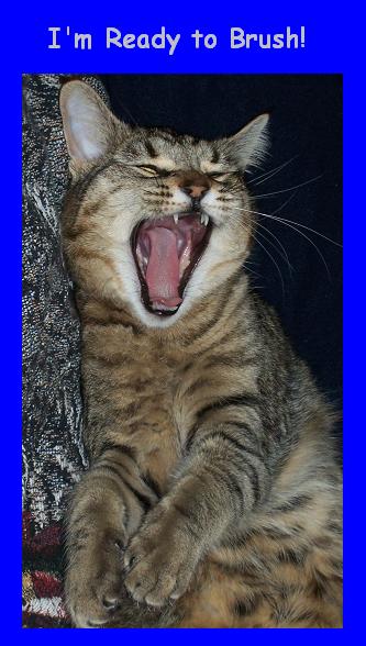 My cat, Freya, opens wide.