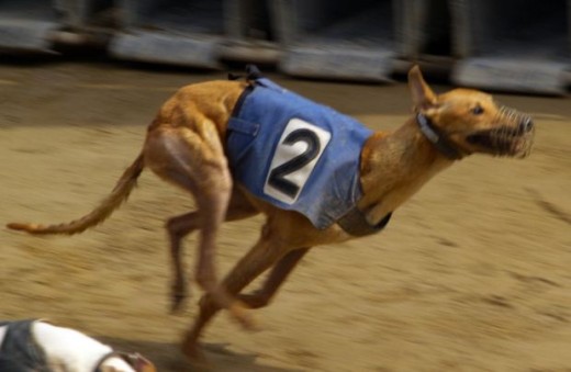 Greyhounds obviously make great running companions, almogaver, morguefile.com