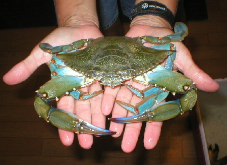If you make the crab cakes please post a comment below and let us all know how they turned out for you. 