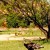 Wild turkeys Wild turkeys