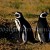 Make sure to plan a morning with the penguins when in the Punta Arenas area. Make sure to plan a morning with the penguins when in the Punta Arenas area.