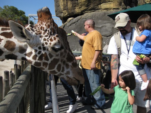 giraffe feeding - look at the size of that head!