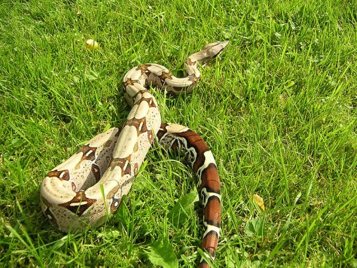 Here is a very beautiful specimen of a Boa Constrictor. 