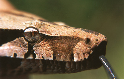 Do you have a Boa Constrictor? How do you like your snake. Tell us about it below. 