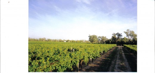 More Rows of Grape Vines