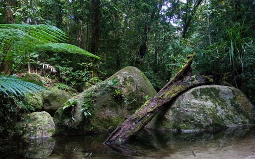 Daintree National Park in the rugged Cape York Peninsula.