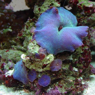 Another Blue mushrom