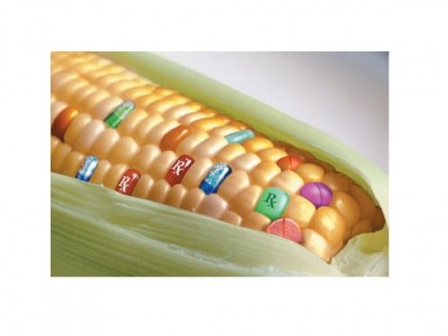 GMO Food: What do you think is really in that corn your eating?
