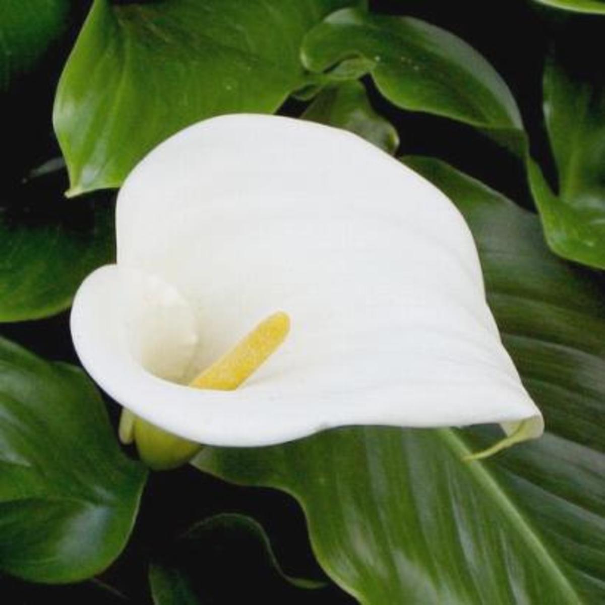 Lilies or a Lily can kill your cat within hours! hubpages