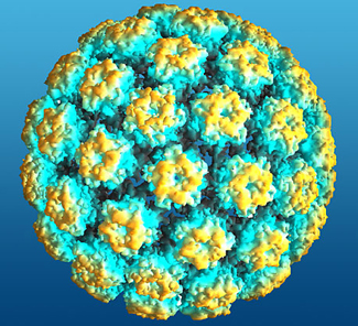 HPV shown in 3d.