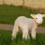 A gorgeous newborn lamb. A gorgeous newborn lamb.