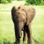 An elephant calf. An elephant calf.