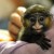 This monkey has quite an exotic look! This monkey has quite an exotic look!