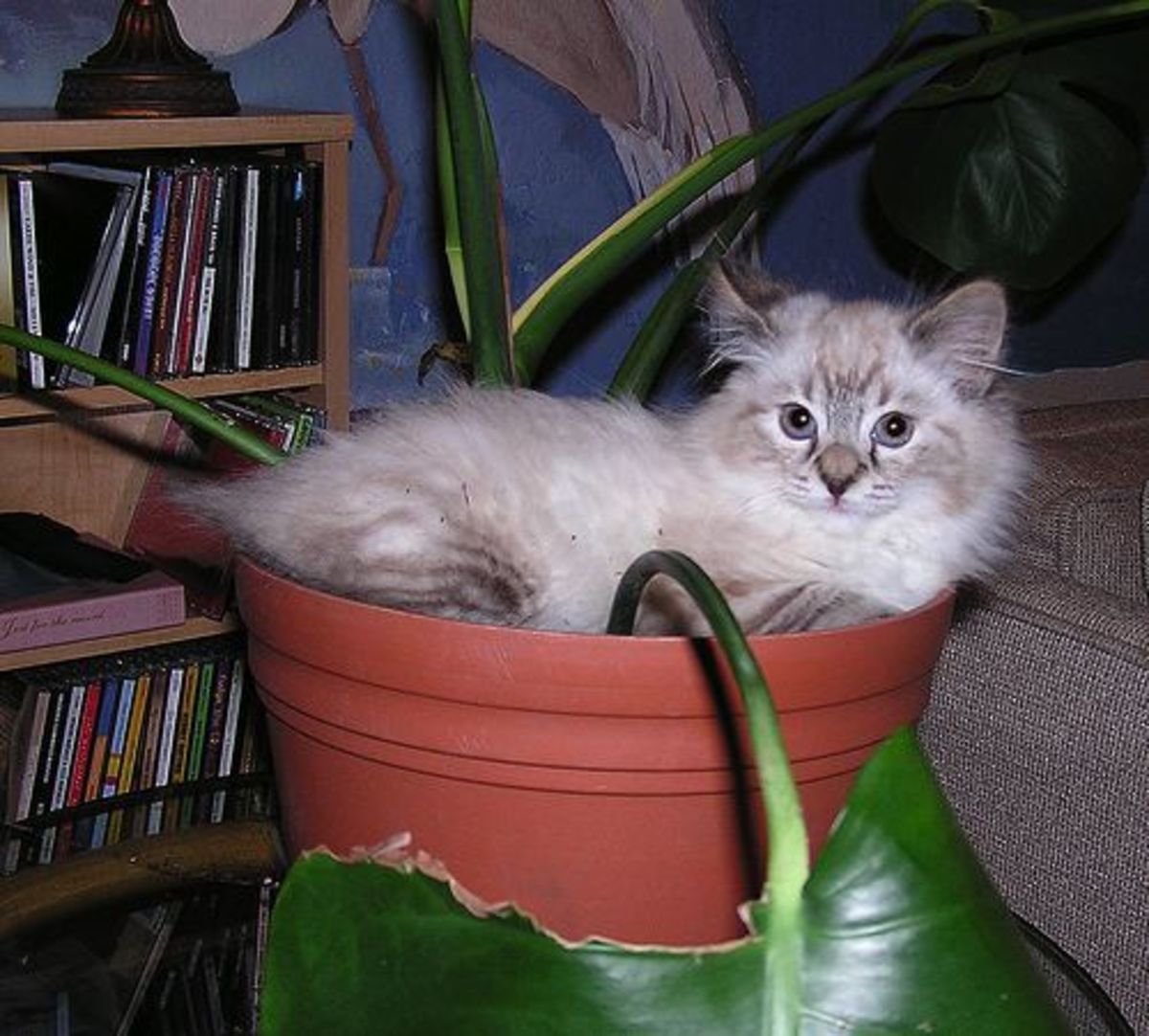 AZ List of Houseplants That Are Poisonous to Your Cats PetHelpful