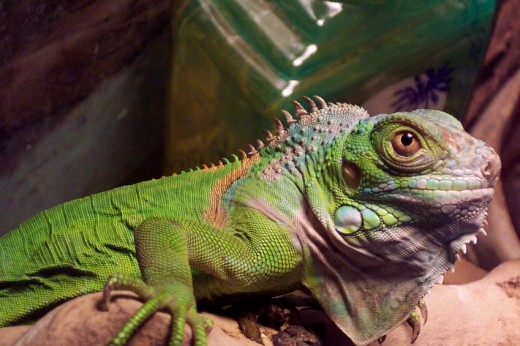 Iguana's can grow very large and live up to 30 years. So be sure you really want a Iguana before you purchase one. 