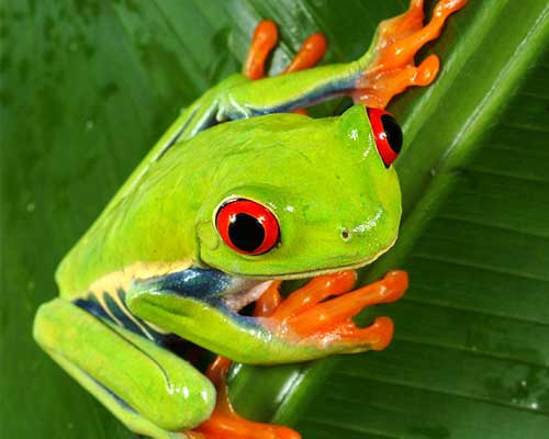 The question is, Have you ever met a red eyed tree frog. Are you thinking about having one as a pet?