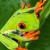 The question is, Have you ever met a red eyed tree frog. Are you thinking about having one as a pet?