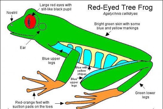 Do you have a red eyed tree frog? Have you ever met a red eyed tree frog. Post your comments below now. 