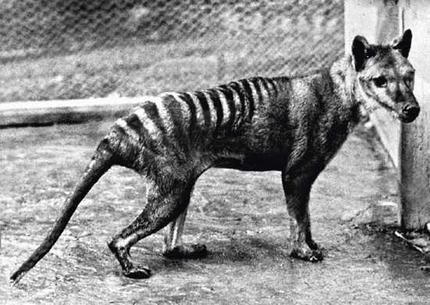 The last known Thylacine "Benjamine" photographed at Hobart (formerly Beaumaris) Zoo in 1936. 