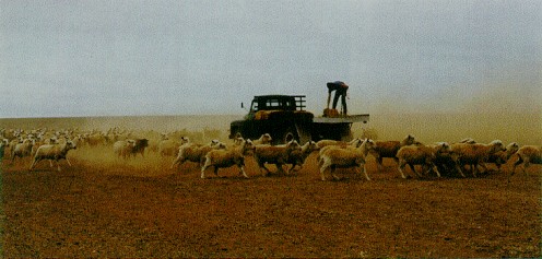 Farmer feeding sheep during drought